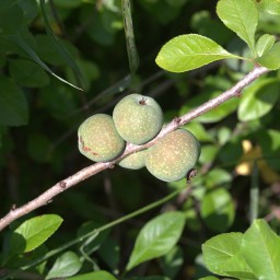 Składniki też są nasze !